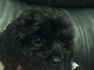 Cavapoo dogs Extensively health tested F1 cavapoo babies - Advert 10