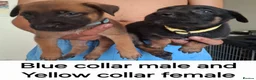 Belgian Shepherd Dog dogs for sale: Mechelse Herder Puppies For Sale - Advert 4