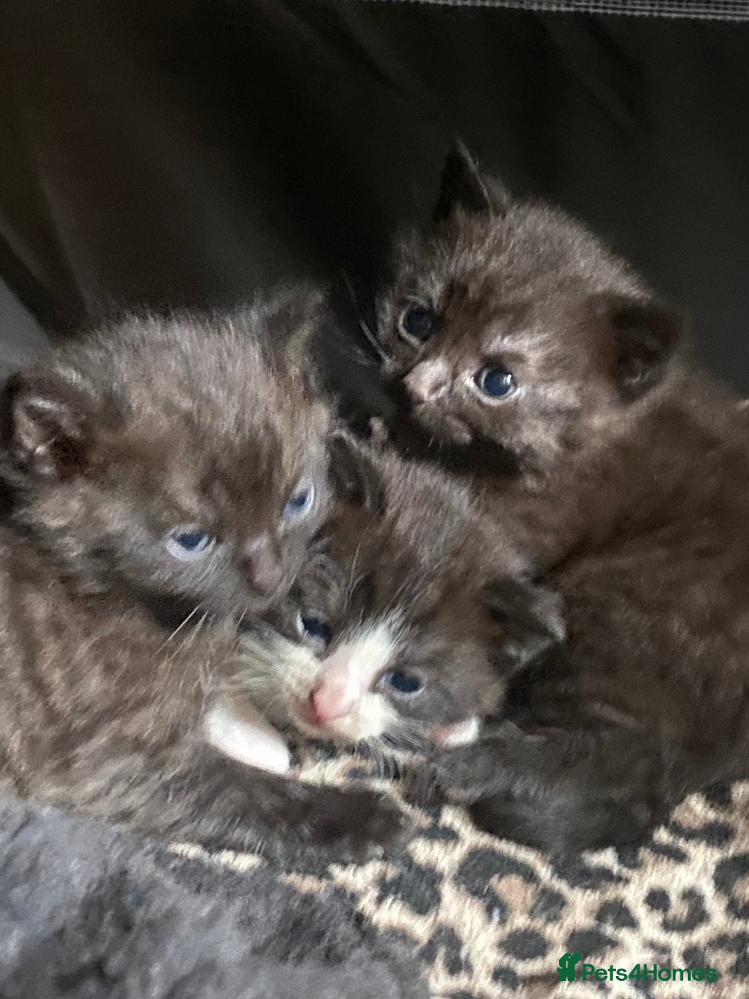 British Shorthair cats for sale: Beautiful BSH and Tuxedo cat mix litter for sale - Image 5