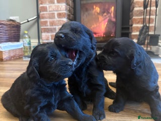 Flat coated Retriever dogs Stunning Flat-coated retriever puppies - Advert 6