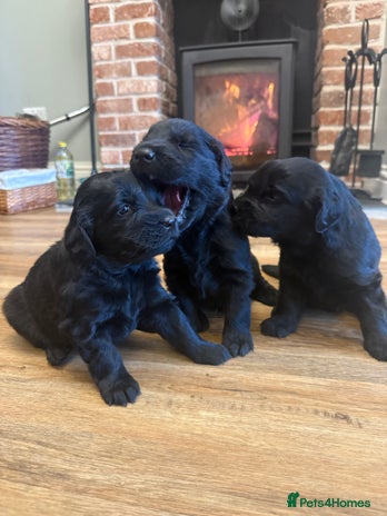 Flat coated Retriever dogs Stunning Flat-coated retriever puppies - Advert 1