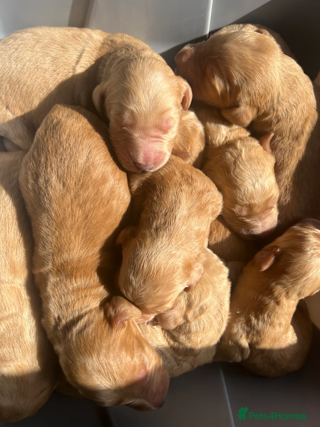 Goldendoodle dogs for stud: Goldendoodle Standard size (proven)  in Manchester - Advert 17