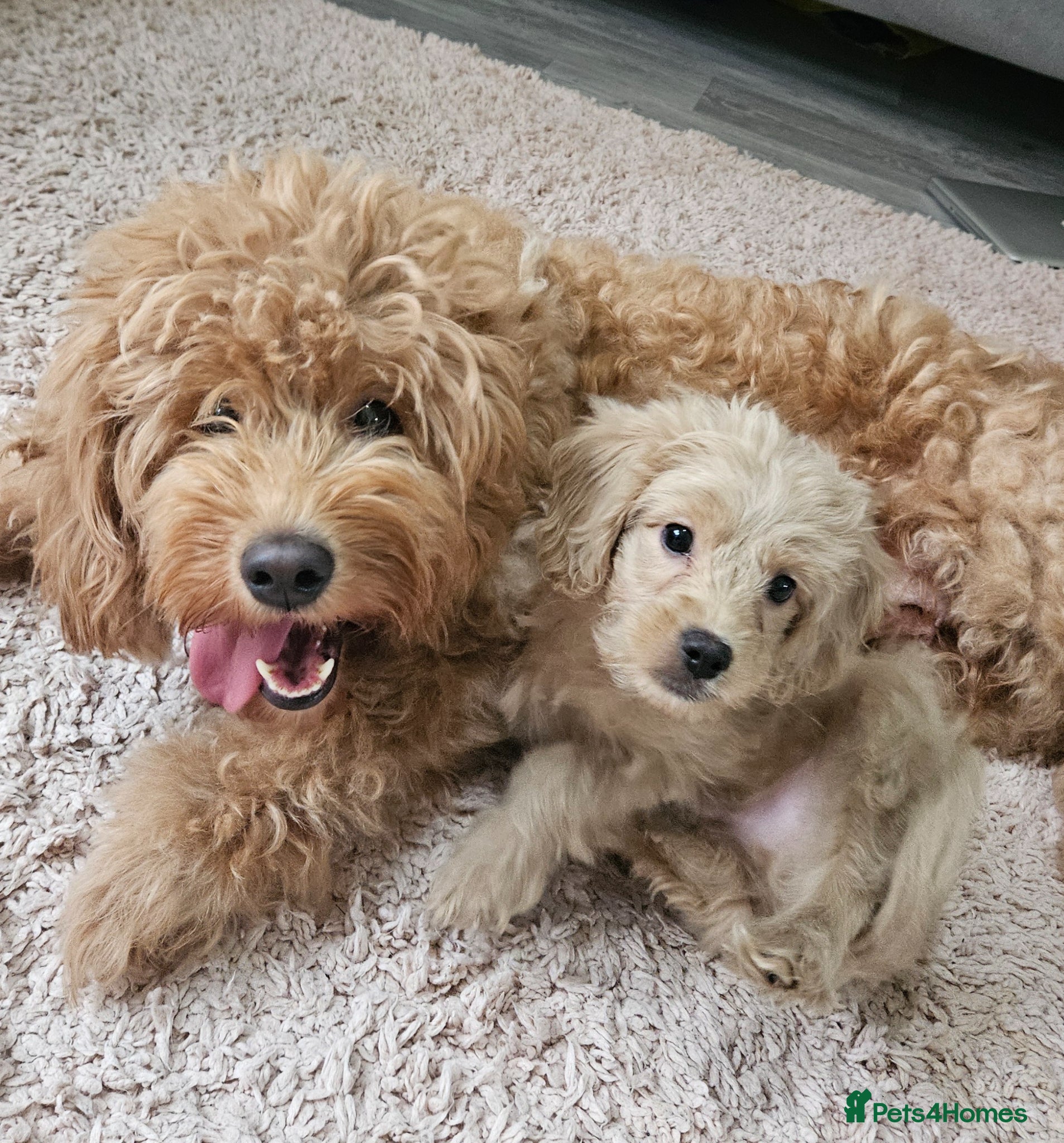 Mini Goldendoodle dogs for sale: 🐾✨ Beautiful Toy Goldendoodle Puppies  ✨🐾 - Advert 18