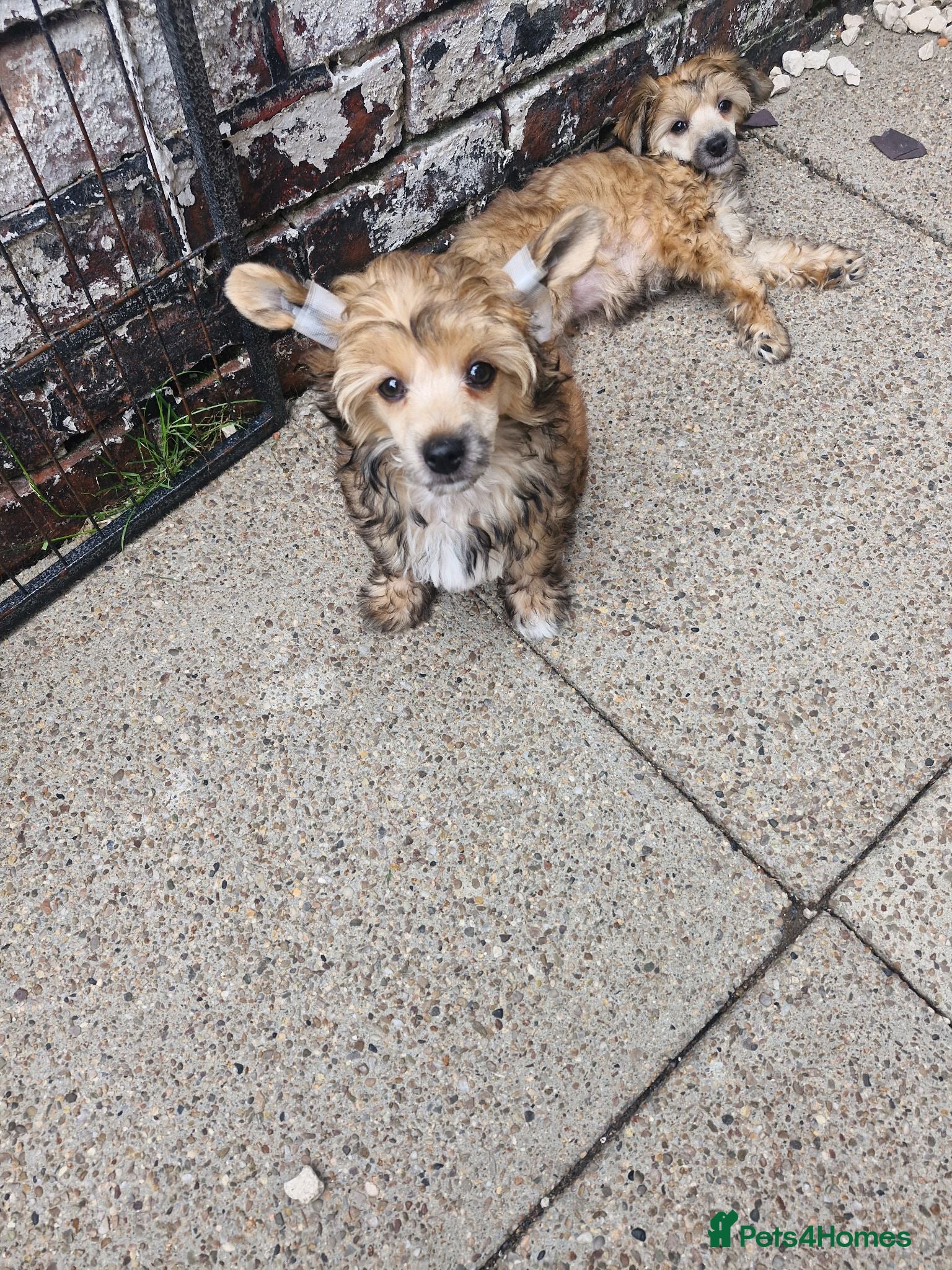 Chinese Crested dogs Boy£1100 girl £1500 ready now all paperwork done  - Advert 1