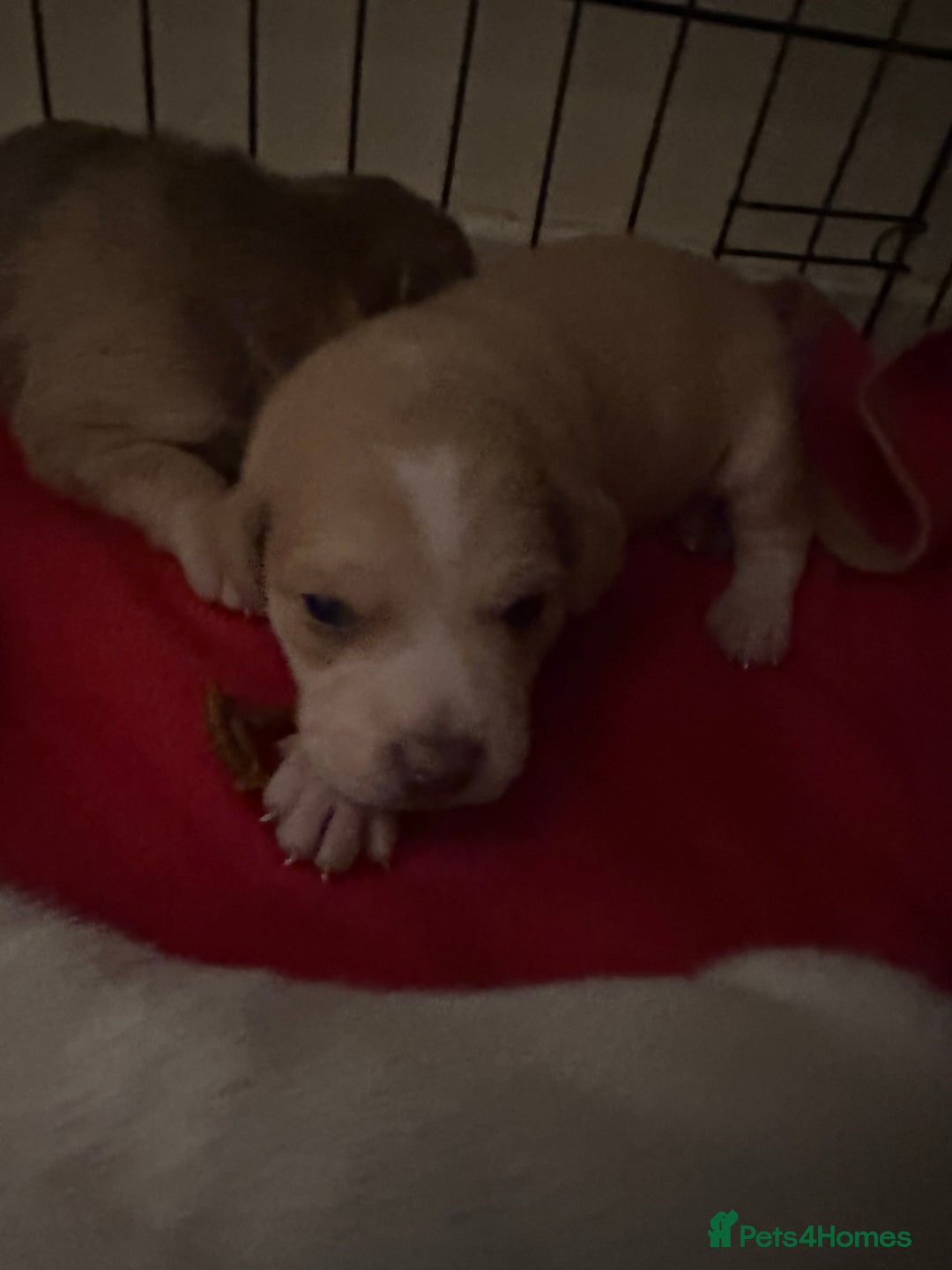 Mixed Breed dogs for sale: Beagle / pocket bully puppies  - Advert 7