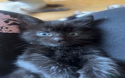 RagaMuffin cats for sale: Ragamuffin kittens  - Image 22