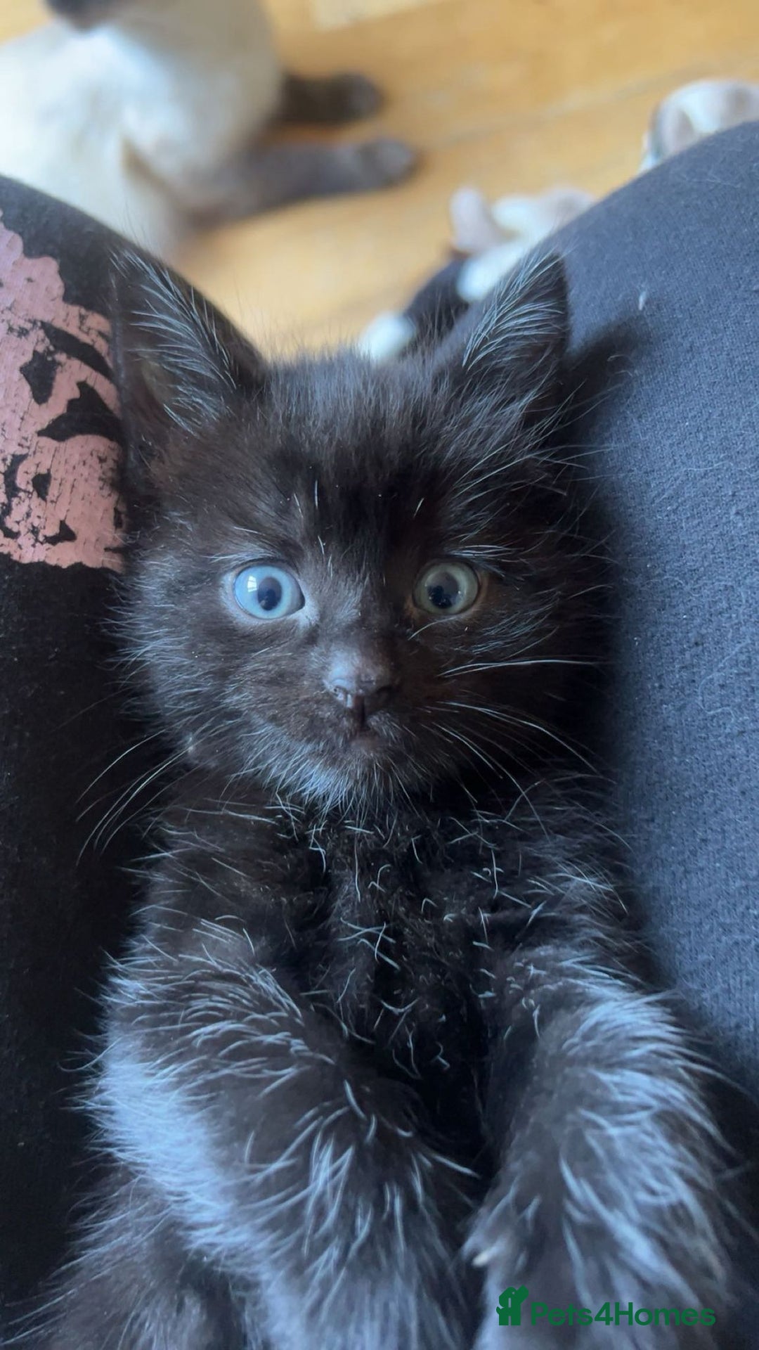 RagaMuffin cats for sale: Ragamuffin kittens  - Image 22