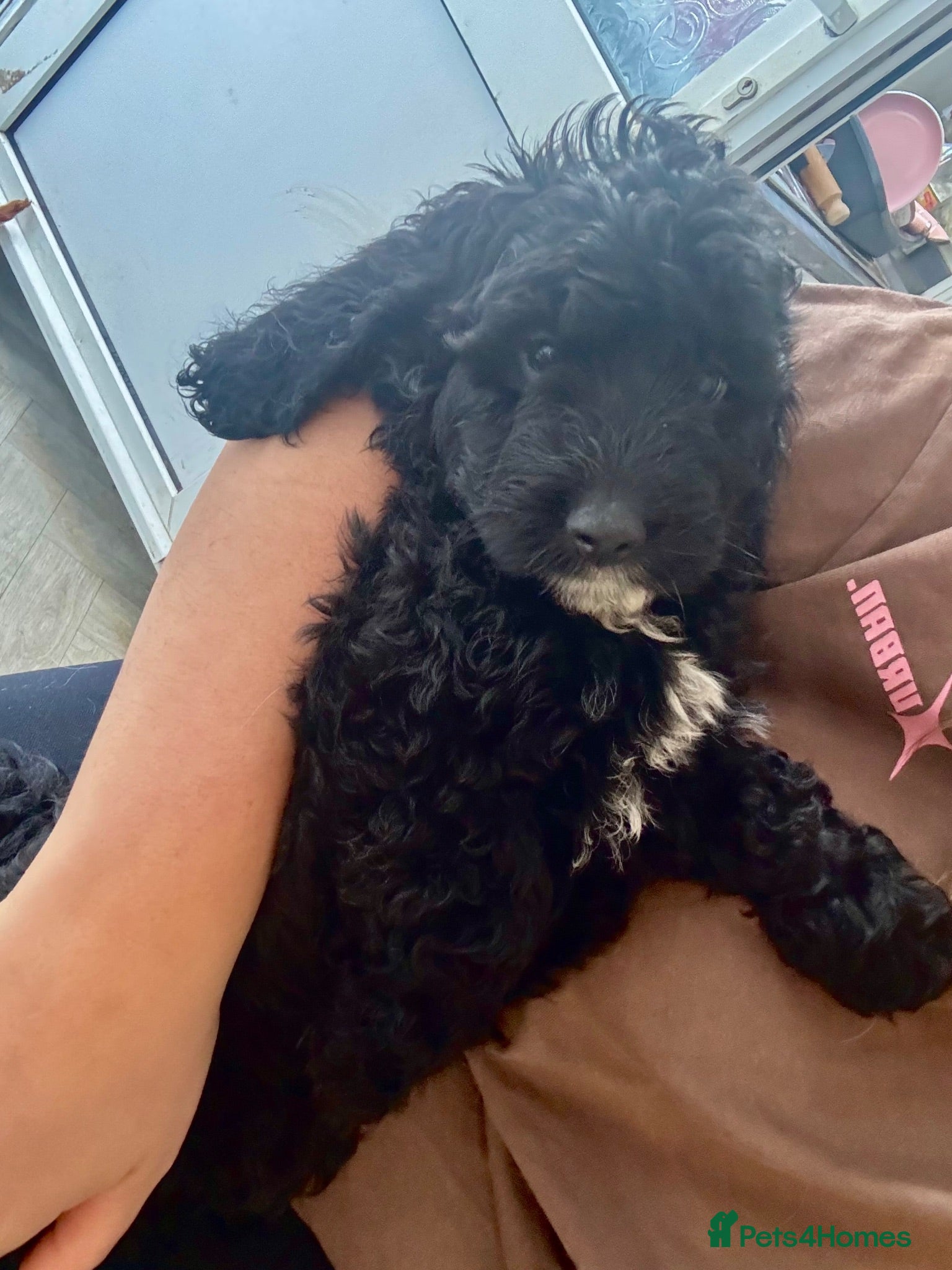 Cockapoo dogs ✨🖤 1 MALE LEFT F1 Cockapoo puppies 🩷🩵 - Advert 9