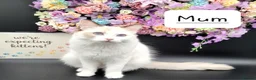 Ragdoll cats for sale: Registered purebred lilac tabby / lynx - Advert 17