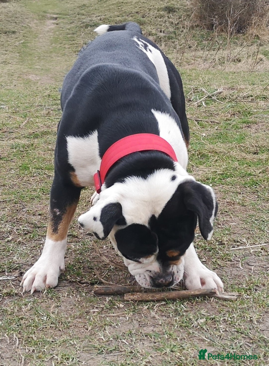 Mixed Breed dogs for sale: Olde english bulldogge x cane corso puppies  - Advert 20