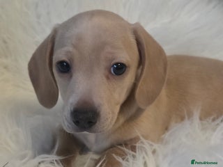 Miniature Dachshund dogs KC reg, gorgeous litter, pra clear.5* Licensed - Advert 5