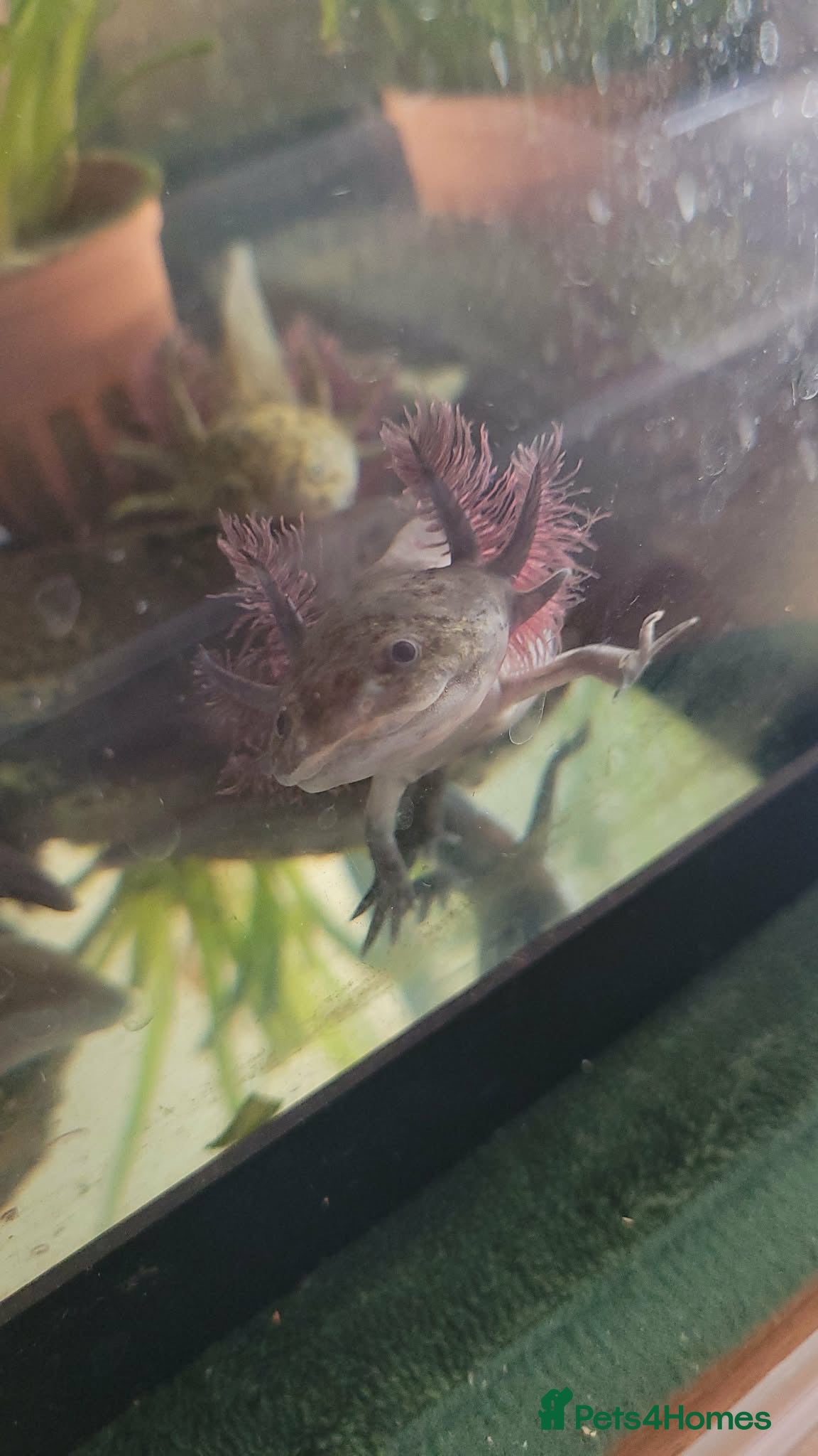 Axolotl reptiles Axolotl Jeuveniles  - Advert 1