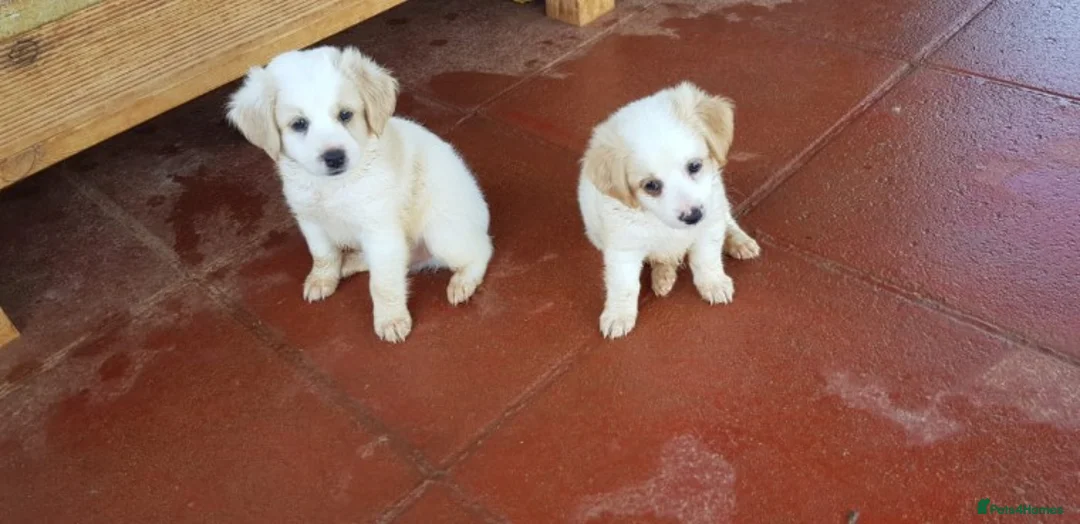 Miniature Poodle dogs for stud: Well PROVEN STUD Archie Minature Poodle  in Chard - Advert 4