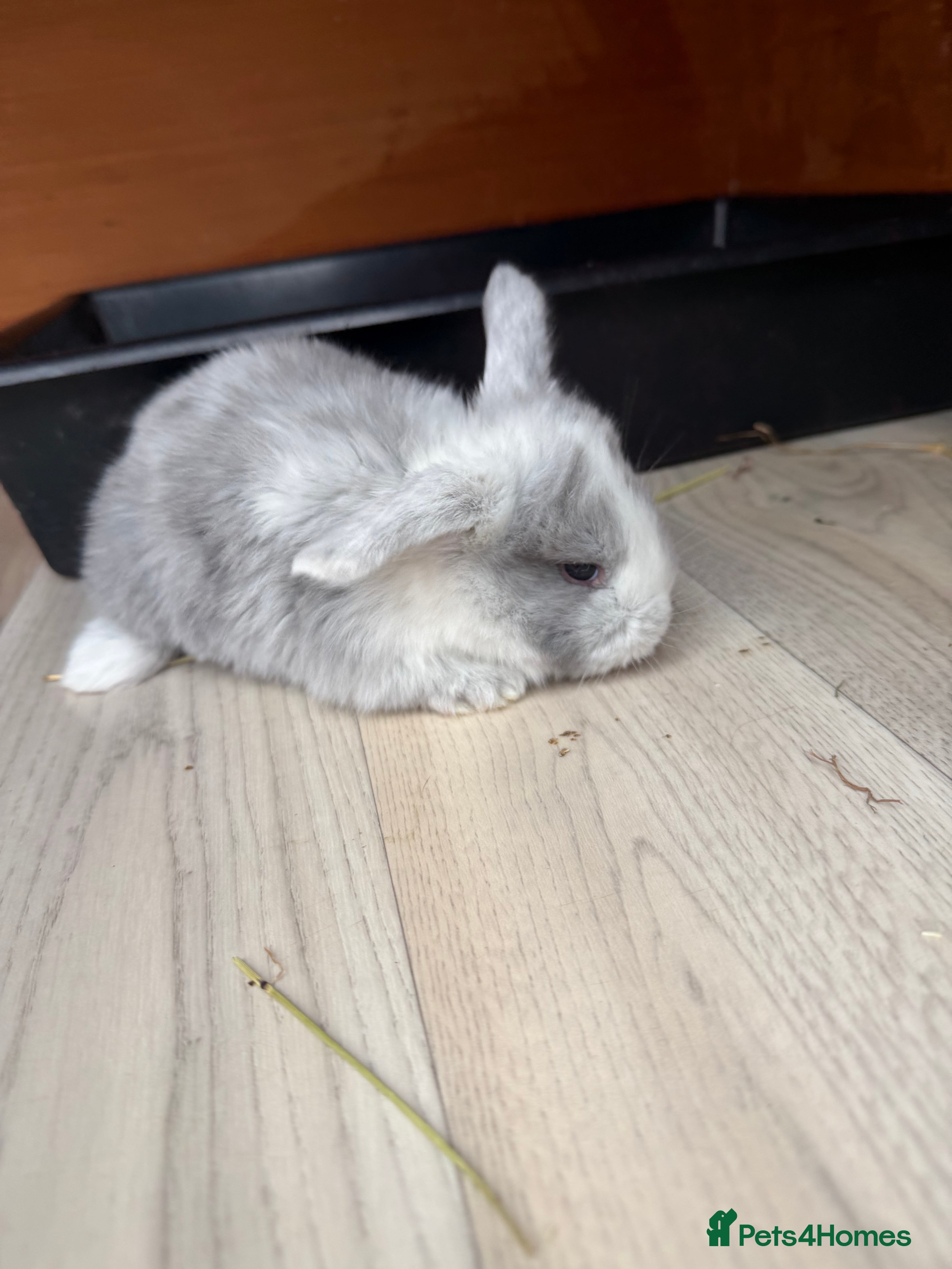 French Lop rabbits French lops  - Advert 1