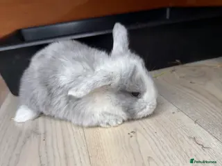 French Lop rabbits French lops - Advert 4