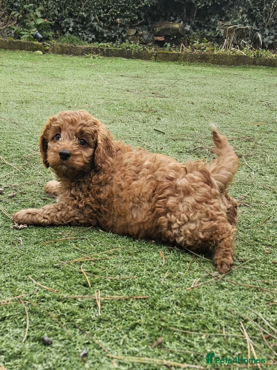 Cockapoo dogs for stud: Chester our F1 Proven cockapoo in Barnsley - Advert 8