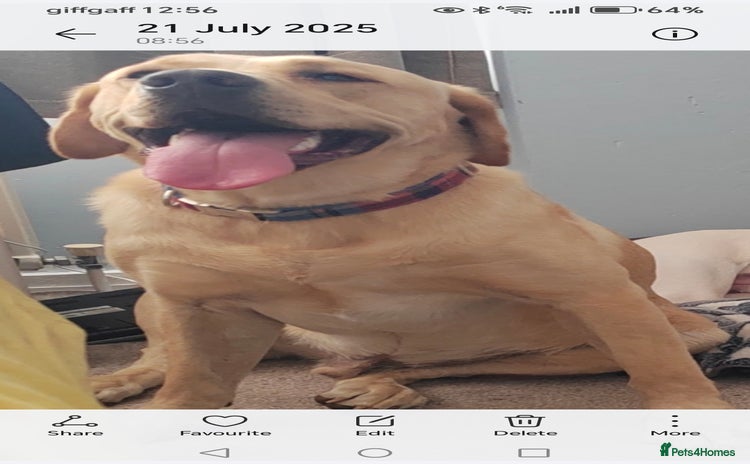 Labrador Retriever dogs - Advert 7