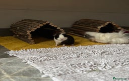 Guinea Pig rodents for sale: Peruvian and short haired sows for sale  - Image 10