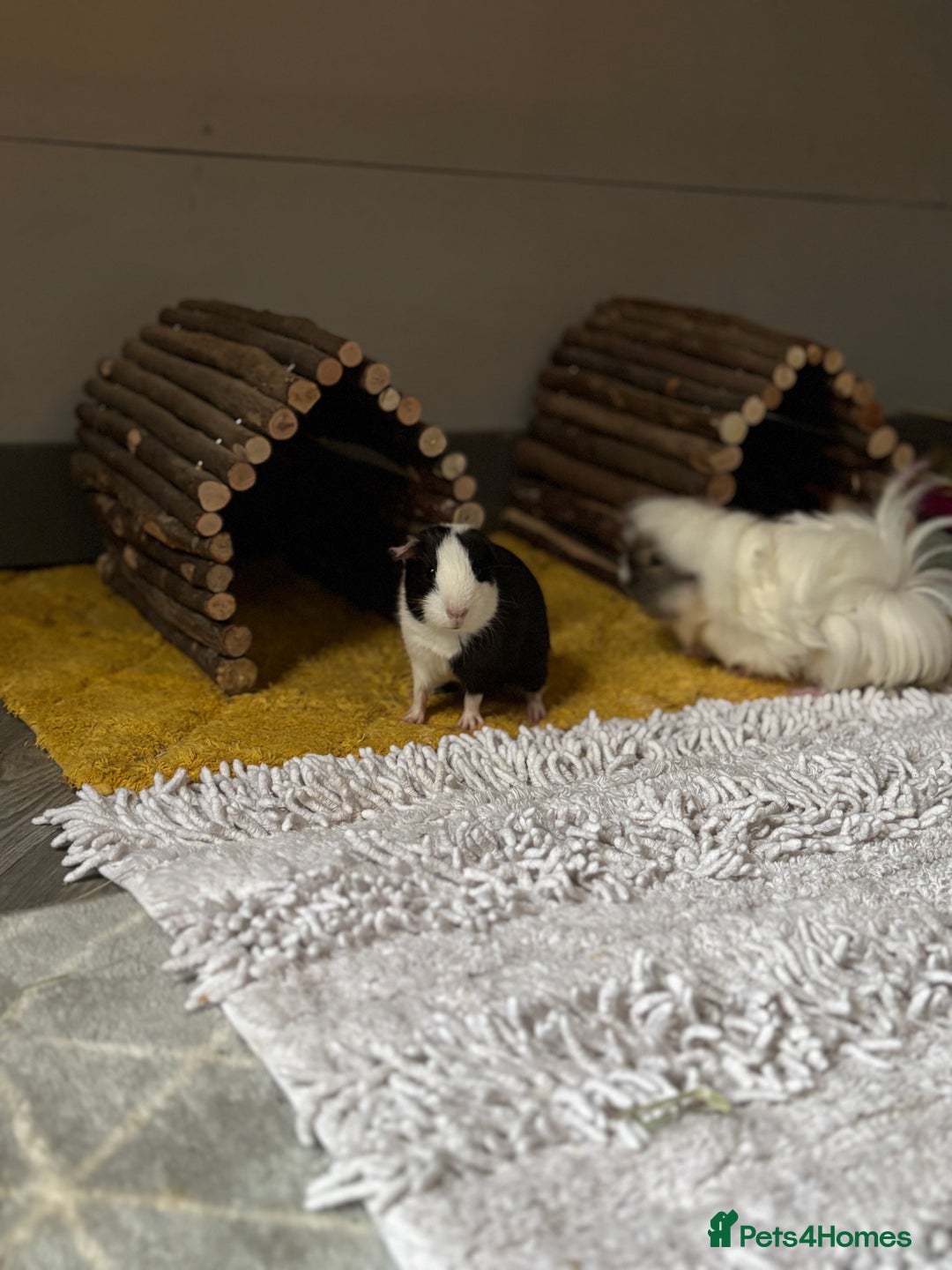 Guinea Pig rodents for sale: Peruvian and short haired sows for sale  - Image 10