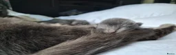 Russian Blue cats for sale: Blue Russian Babies For Sale  in Swansea - Advert 7