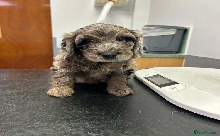 Cockapoo dogs BEAUTIFULL F1 COCKAPOO PUPPYS - Advert 12