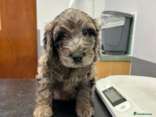 Cockapoo dogs BEAUTIFULL F1 COCKAPOO PUPPYS - Advert 3