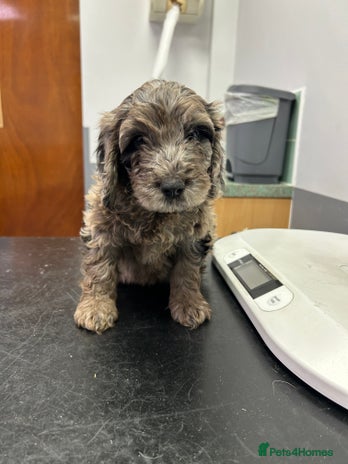 Cockapoo dogs BEAUTIFULL F1 COCKAPOO PUPPYS - Advert 12