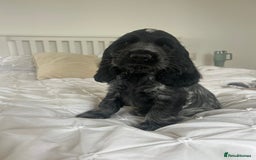Cocker Spaniel dogs for sale: KC registered Show Type Cocker Spaniels - Image 16