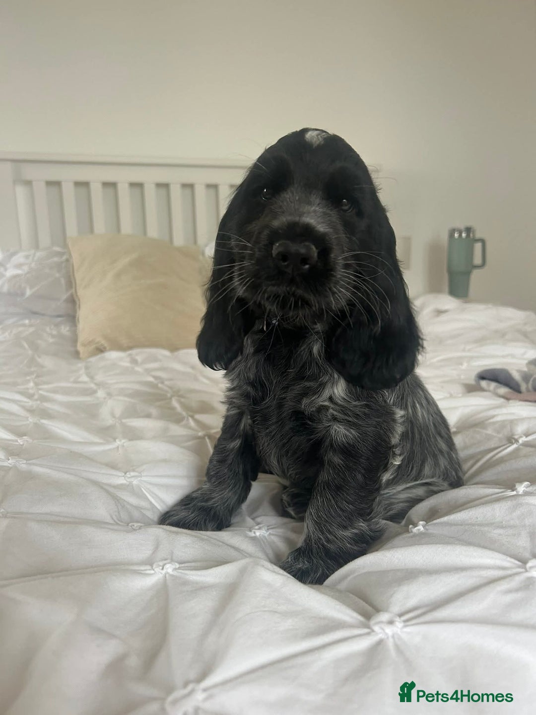 Cocker Spaniel dogs for sale: KC registered Show Type Cocker Spaniels - Image 16