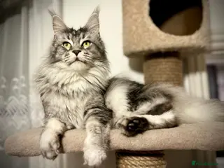 Maine Coon cats ACTIVE REGISTER BOY SHADED LINE - Advert 17