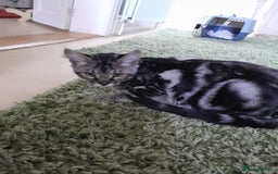 Savannah cats for sale: Full Pedigree & TICA Reg Marble Savannah Kitten - Image 11