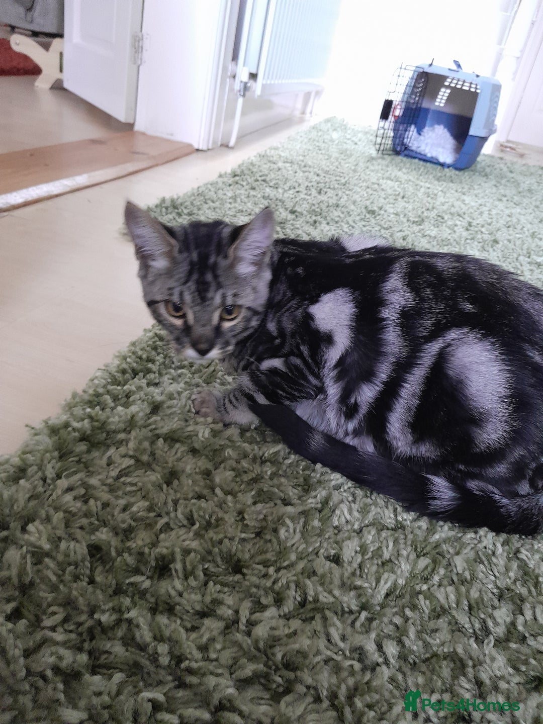 Savannah cats for sale: Full Pedigree & TICA Reg Marble Savannah Kitten - Image 11