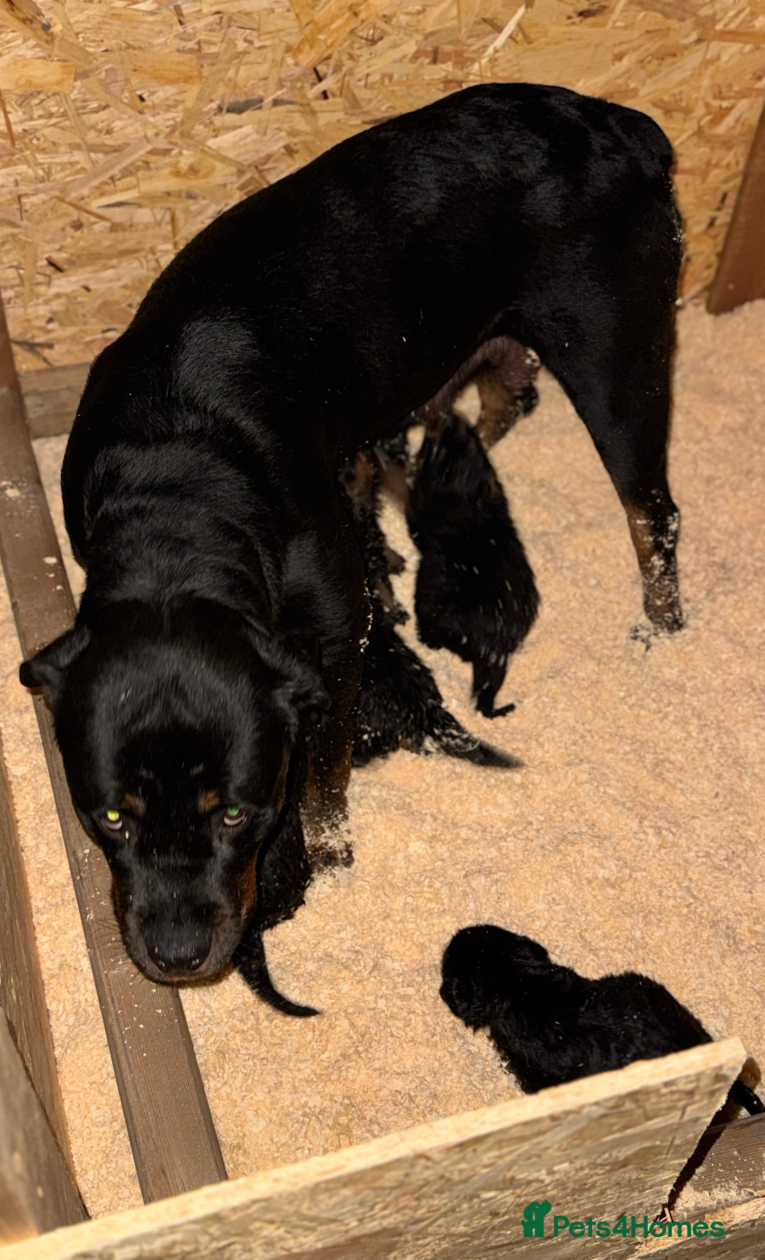 Rottweiler dogs Rottweiler Puppies - Advert 13