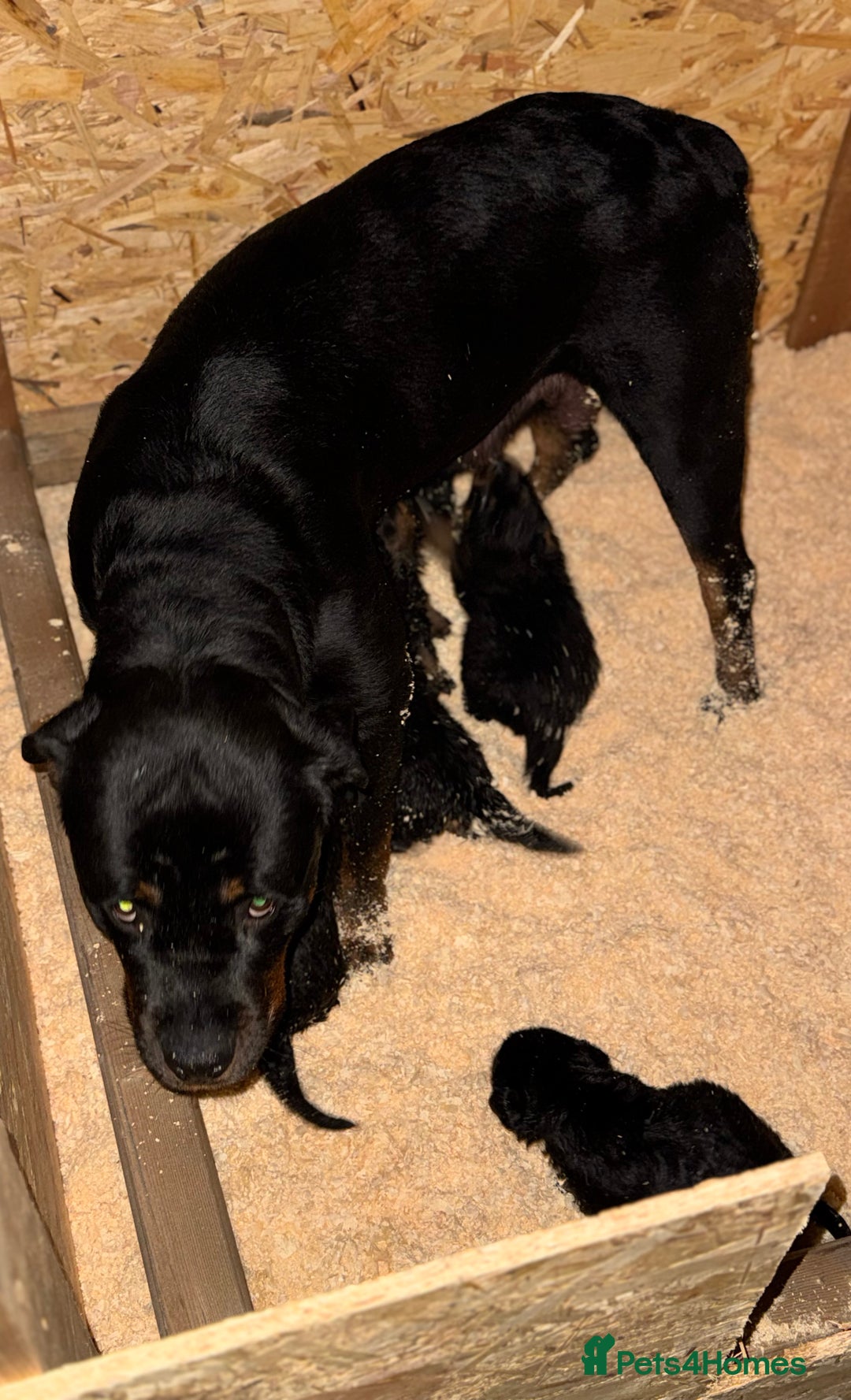 Rottweiler dogs for sale: Rottweiler Puppies - Advert 1