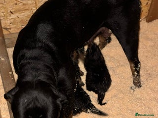 Rottweiler dogs Rottweiler Puppies - Advert 13