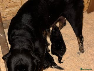 Rottweiler dogs Rottweiler Puppies - Advert 2