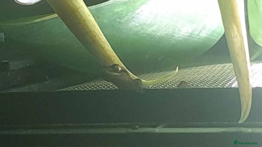 Gecko reptiles for sale: Mourning geckos. - Advert 10