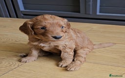 Mixed Breed dogs for sale: F2 Cockapoo's  - Image 14