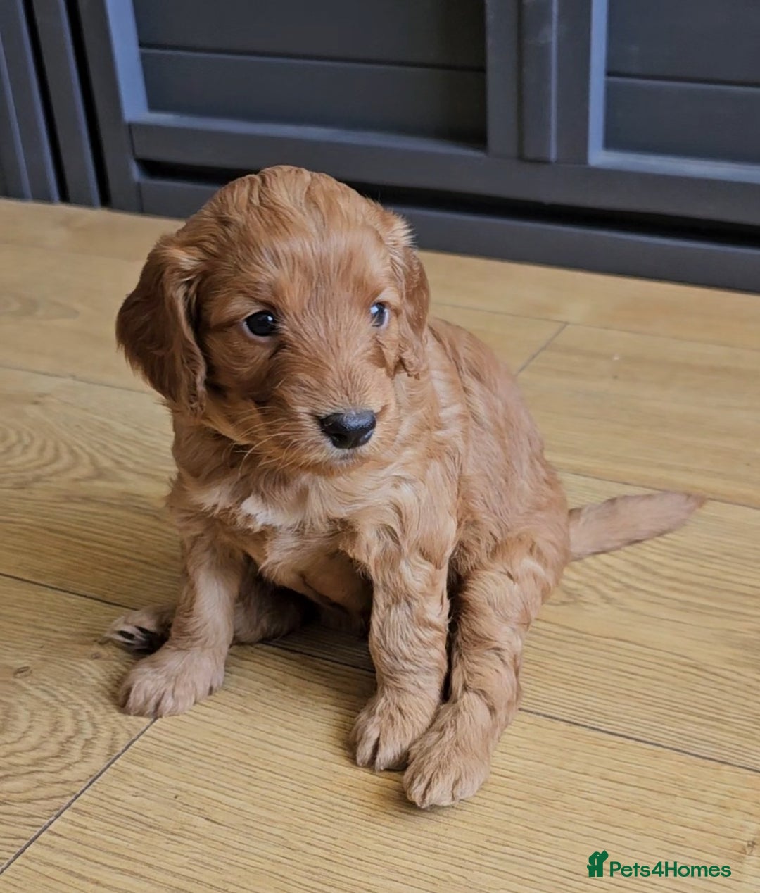 Mixed Breed dogs for sale: F2 Cockapoo's  - Image 14