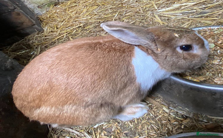 Dutch rabbits - Advert 1