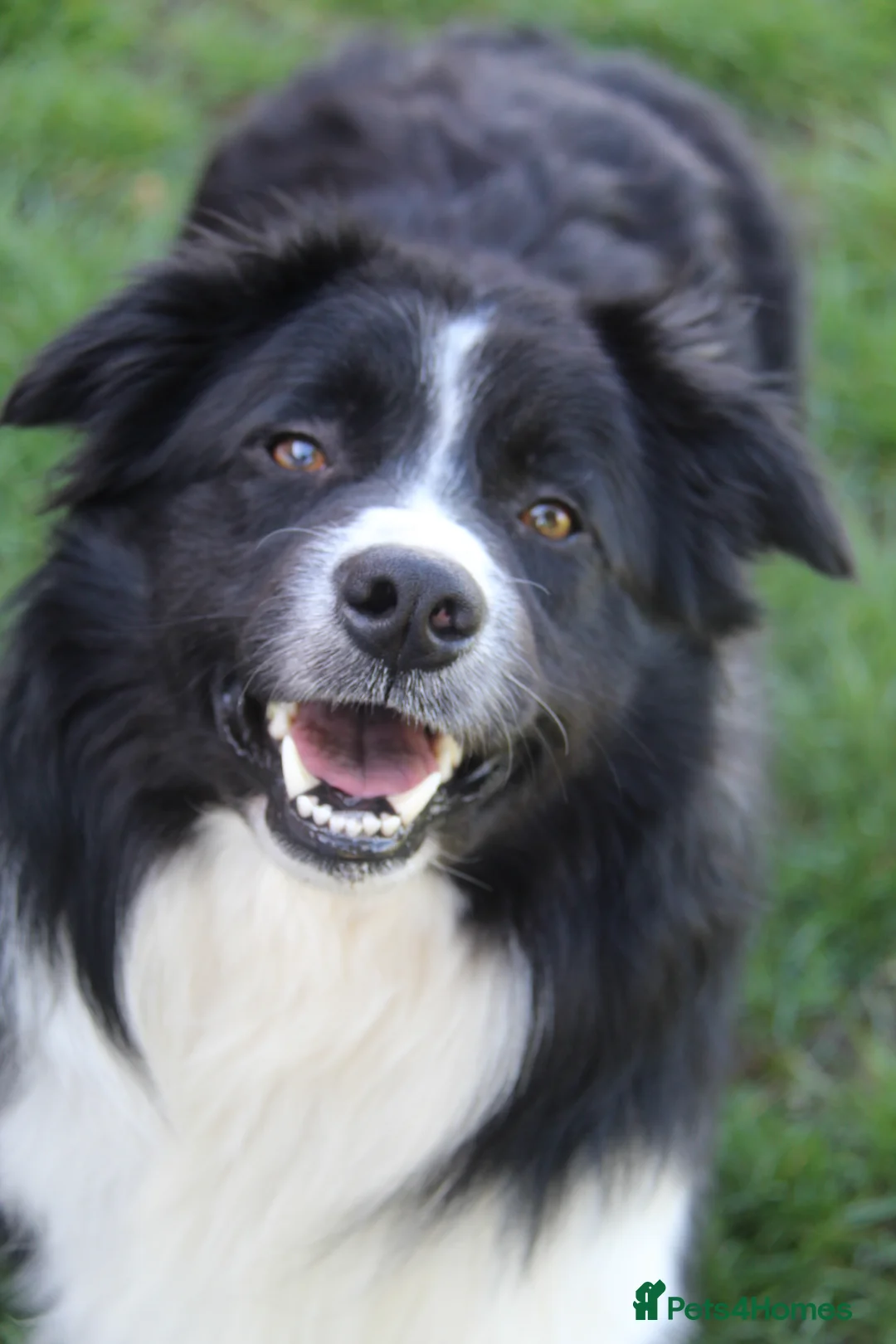 Border Collie dogs for stud: ISDS&KC Fully Tested Border Collie for Stud in Bicester - Advert 2