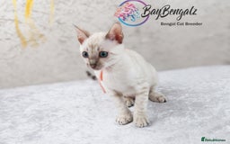 Bengal cats for sale: Champion line Superb Bengal Kittens  - Image 32