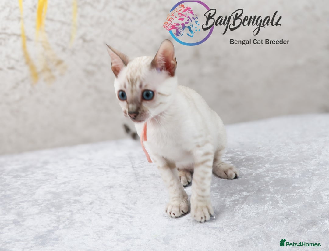 Bengal cats for sale: Champion line Superb Bengal Kittens  - Image 32