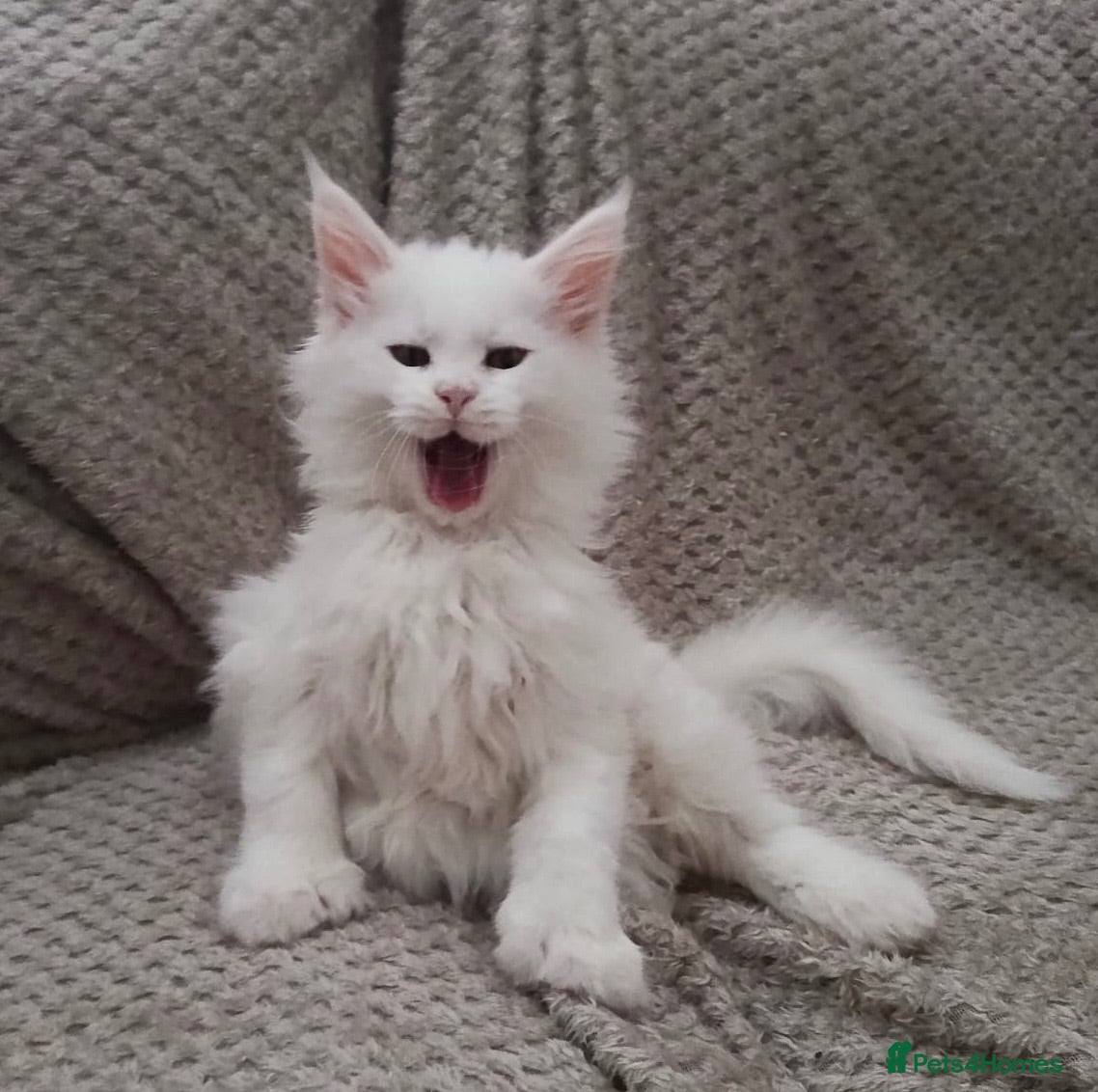 Maine Coon cats Polydactyl Maine coon kittens  - Advert 10