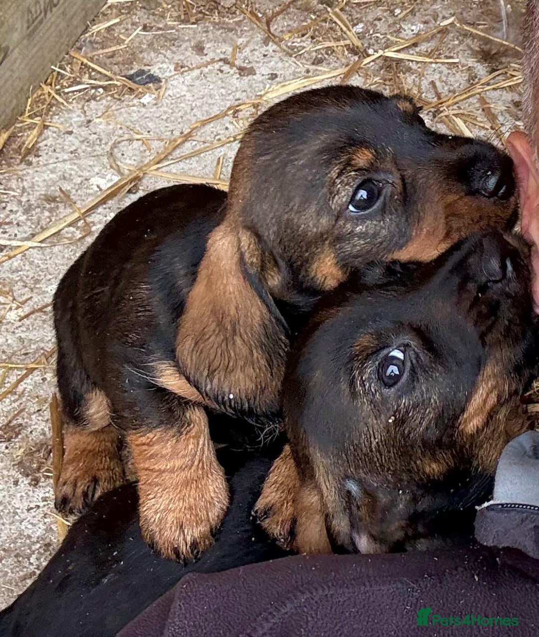 Dachshund dogs for sale: Wire Haired Dachshund 'Teckel' puppies for sale - Image 7