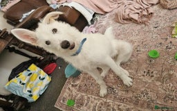 Mixed Breed dogs for adoption:  ARIEL with the bunny rabbit ears  - Image 7