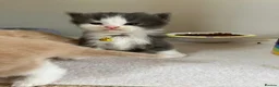 Ragdoll cats for sale: X6 Beautiful Ragdoll/Persian "Perdoll" Kittens - Advert 8