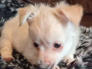 Chihuahua dogs Chihuahua long coat puppies only 1boy left - Advert 1