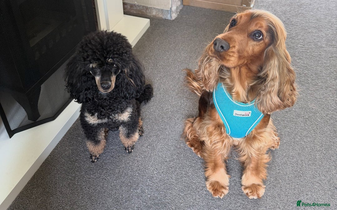 Cockapoo dogs for sale: ✨ F1 Toy Cockapoo Puppies – Ready 28th August ✨ - Image 10