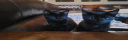 Domestic Shorthair cats for sale: 4 Kittens looking for new forever homes - Advert 4